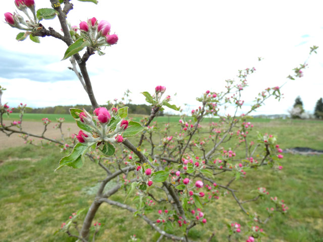 Frühling (Norbert Lehmann)