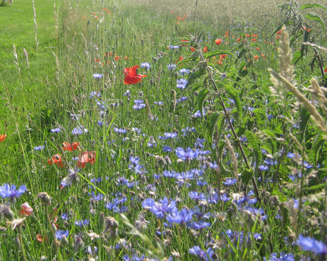 Feldblumen (Norbert Lehmann)