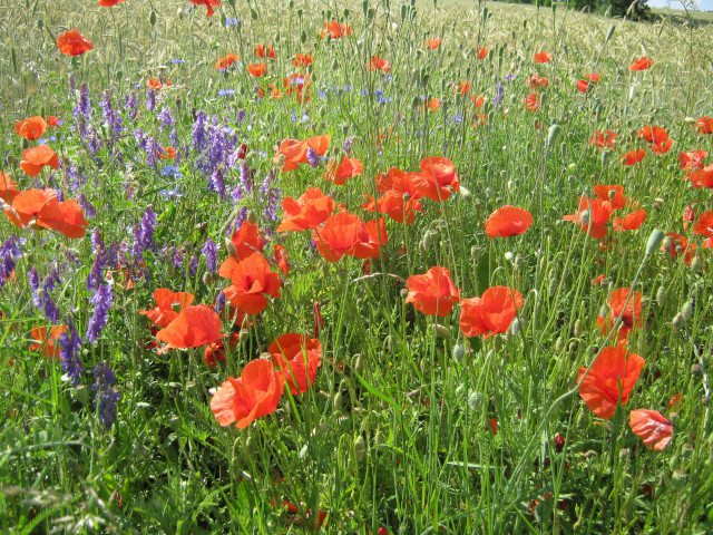 Mohnblumen (Norbert Lehmann)