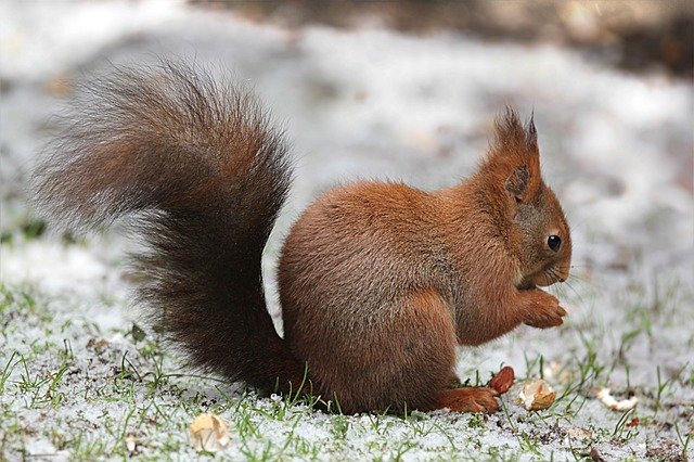 Eichhörnchen (Norbert Lehmann)