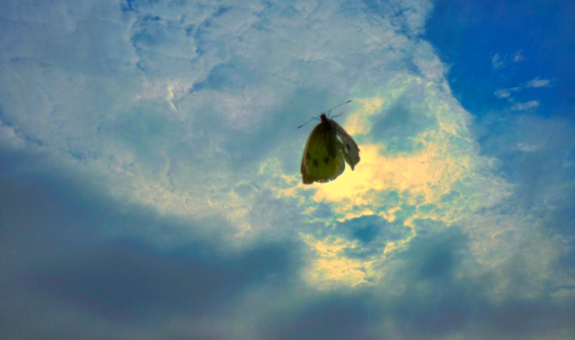 Schmetterling am Fenster