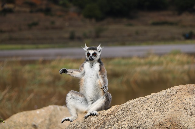 Lemur frozen paw - gefrorene Pfote