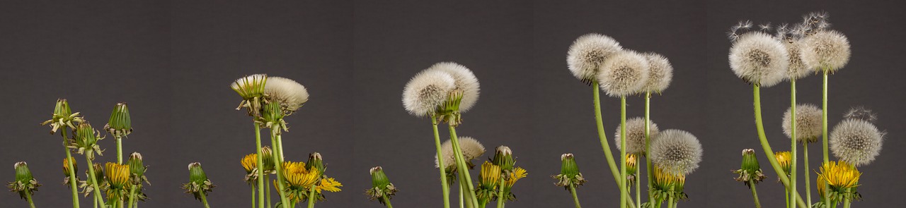 Pusteblume